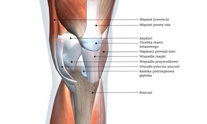 Anatomiczna budowa kolana i okolicznych struktur