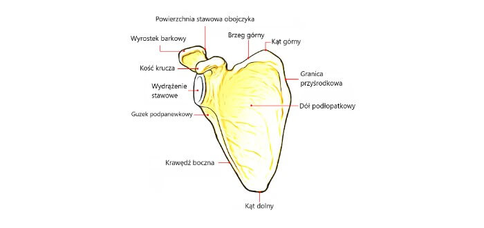 Anatomiczna budowa łopatki