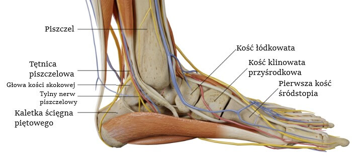 Anatomiczna budowa stopy od strony kostki