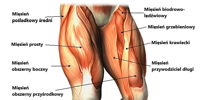 Anatomiczna budowa - kości i mięśnie uda oraz możliwe miejsca wystąpienia bólu w udach